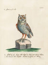Ornithologia methodice digesta Pl.085