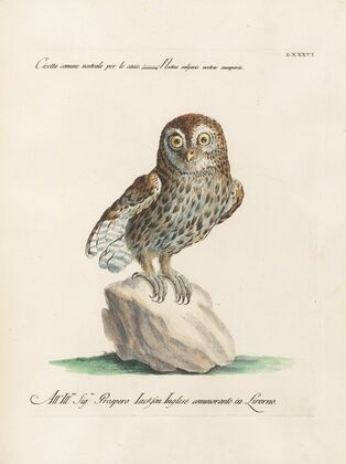 Ornithologia methodice digesta Pl.086