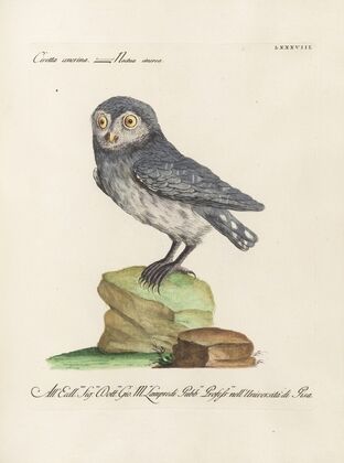 Ornithologia methodice digesta Pl.088