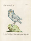 Ornithologia methodice digesta Pl.089