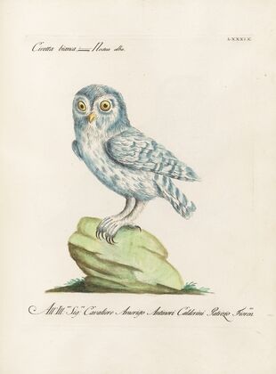 Ornithologia methodice digesta Pl.089