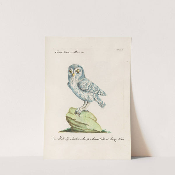 Ornithologia methodice digesta Pl.089 by Saverio Manetti