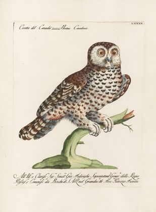 Ornithologia methodice digesta Pl.090