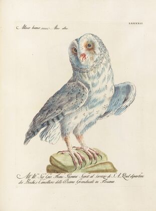 Ornithologia methodice digesta Pl.092