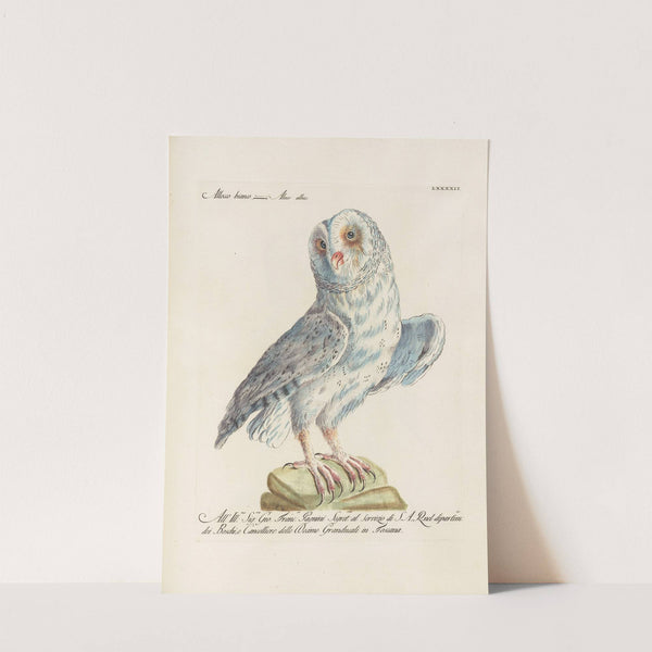 Ornithologia methodice digesta Pl.092 by Saverio Manetti