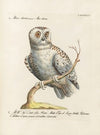 Ornithologia methodice digesta Pl.093