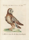 Ornithologia methodice digesta Pl.095