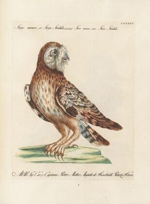 Ornithologia methodice digesta Pl.095