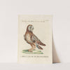Ornithologia methodice digesta Pl.095 by Saverio Manetti