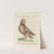 Ornithologia methodice digesta Pl.095 by Saverio Manetti