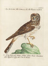 Ornithologia methodice digesta Pl.097