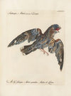 Ornithologia methodice digesta Pl.099