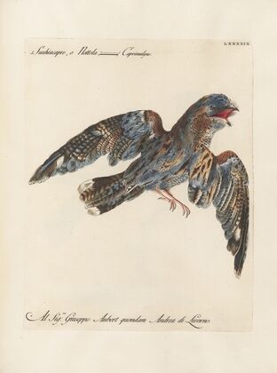Ornithologia methodice digesta Pl.099