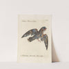 Ornithologia methodice digesta Pl.099 by Saverio Manetti
