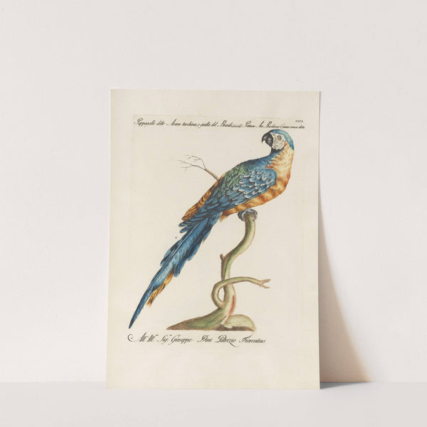 Ornithologia methodice digesta Pl.103 by Saverio Manetti