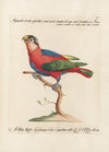 Ornithologia methodice digesta Pl.105