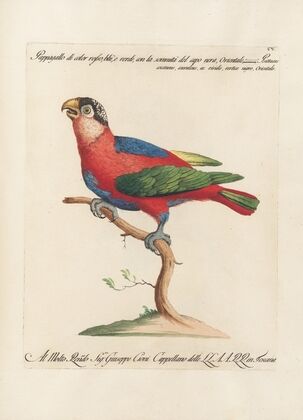 Ornithologia methodice digesta Pl.105