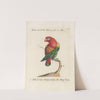 Ornithologia methodice digesta Pl.106 by Saverio Manetti
