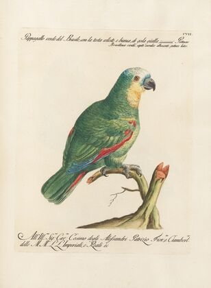 Ornithologia methodice digesta Pl.107