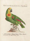 Ornithologia methodice digesta Pl.108