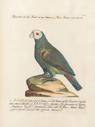 Ornithologia methodice digesta Pl.109