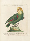 Ornithologia methodice digesta Pl.110