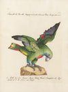 Ornithologia methodice digesta Pl.114