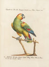 Ornithologia methodice digesta Pl.115