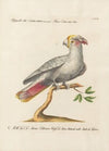 Ornithologia methodice digesta Pl.119