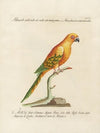Ornithologia methodice digesta Pl.122