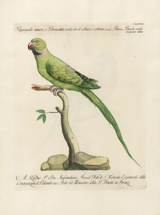 Ornithologia methodice digesta Pl.123