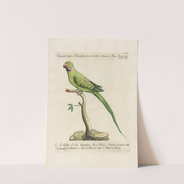 Ornithologia methodice digesta Pl.123 by Saverio Manetti