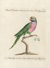 Ornithologia methodice digesta Pl.124