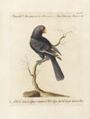 Ornithologia methodice digesta Pl.125
