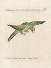 Ornithologia methodice digesta Pl.126