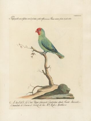 Ornithologia methodice digesta Pl.130