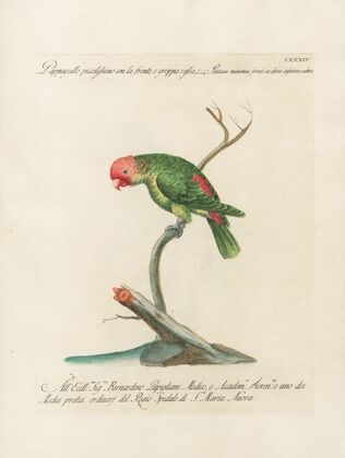 Ornithologia methodice digesta Pl.131