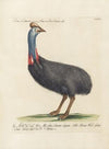 Ornithologia methodice digesta Pl.133