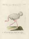 Ornithologia methodice digesta Pl.136