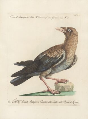 Ornithologia methodice digesta Pl.139