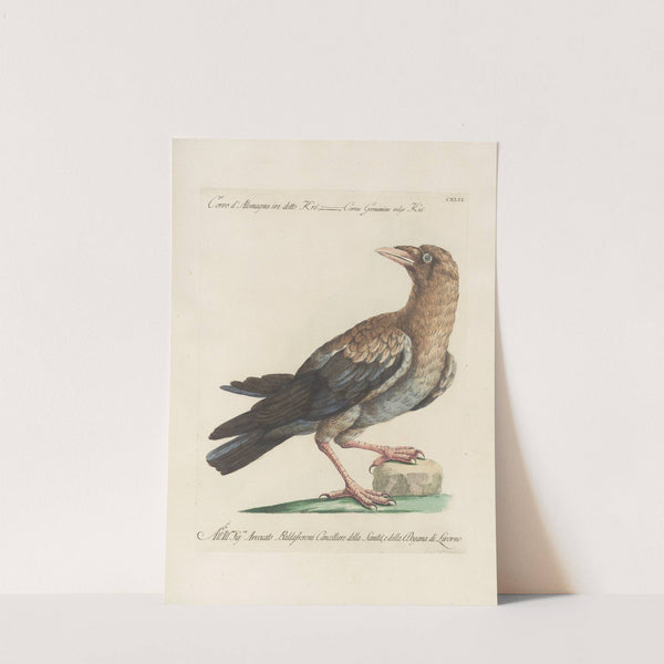 Ornithologia methodice digesta Pl.139 by Saverio Manetti