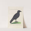 Ornithologia methodice digesta Pl.140 by Saverio Manetti