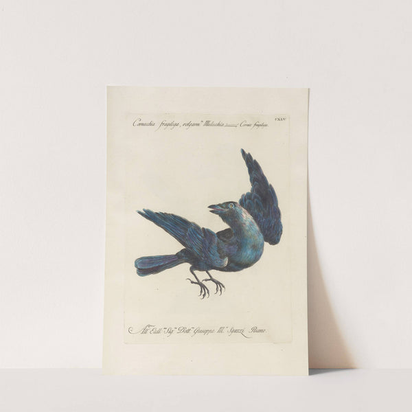 Ornithologia methodice digesta Pl.142 by Saverio Manetti