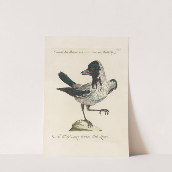 Ornithologia methodice digesta Pl.143 by Saverio Manetti