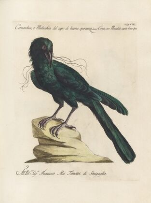 Ornithologia methodice digesta Pl.145