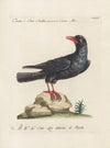 Ornithologia methodice digesta Pl.146