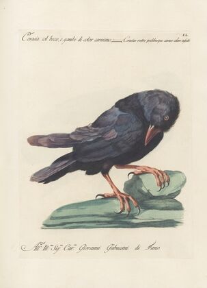 Ornithologia methodice digesta Pl.147