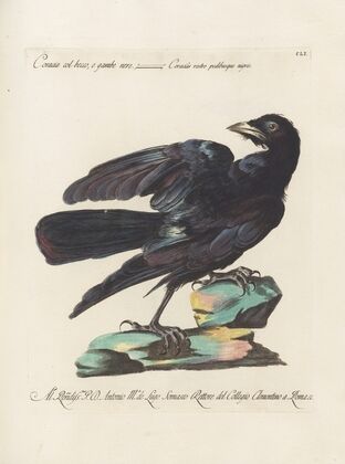 Ornithologia methodice digesta Pl.148