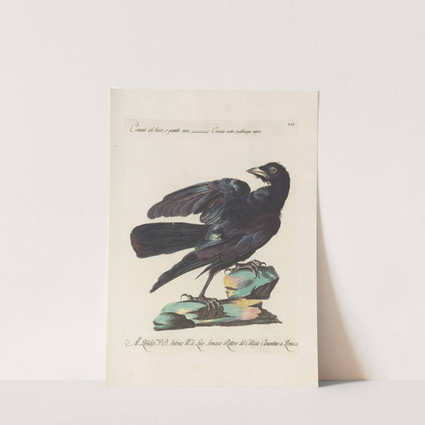 Ornithologia methodice digesta Pl.148 by Saverio Manetti