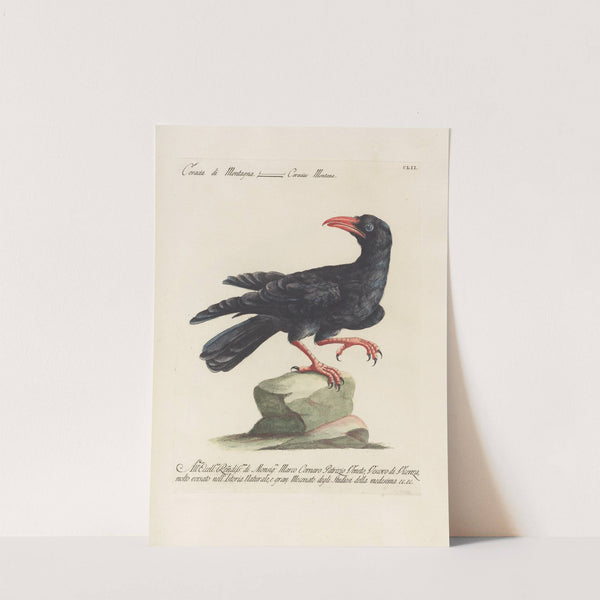 Ornithologia methodice digesta Pl.149 by Saverio Manetti